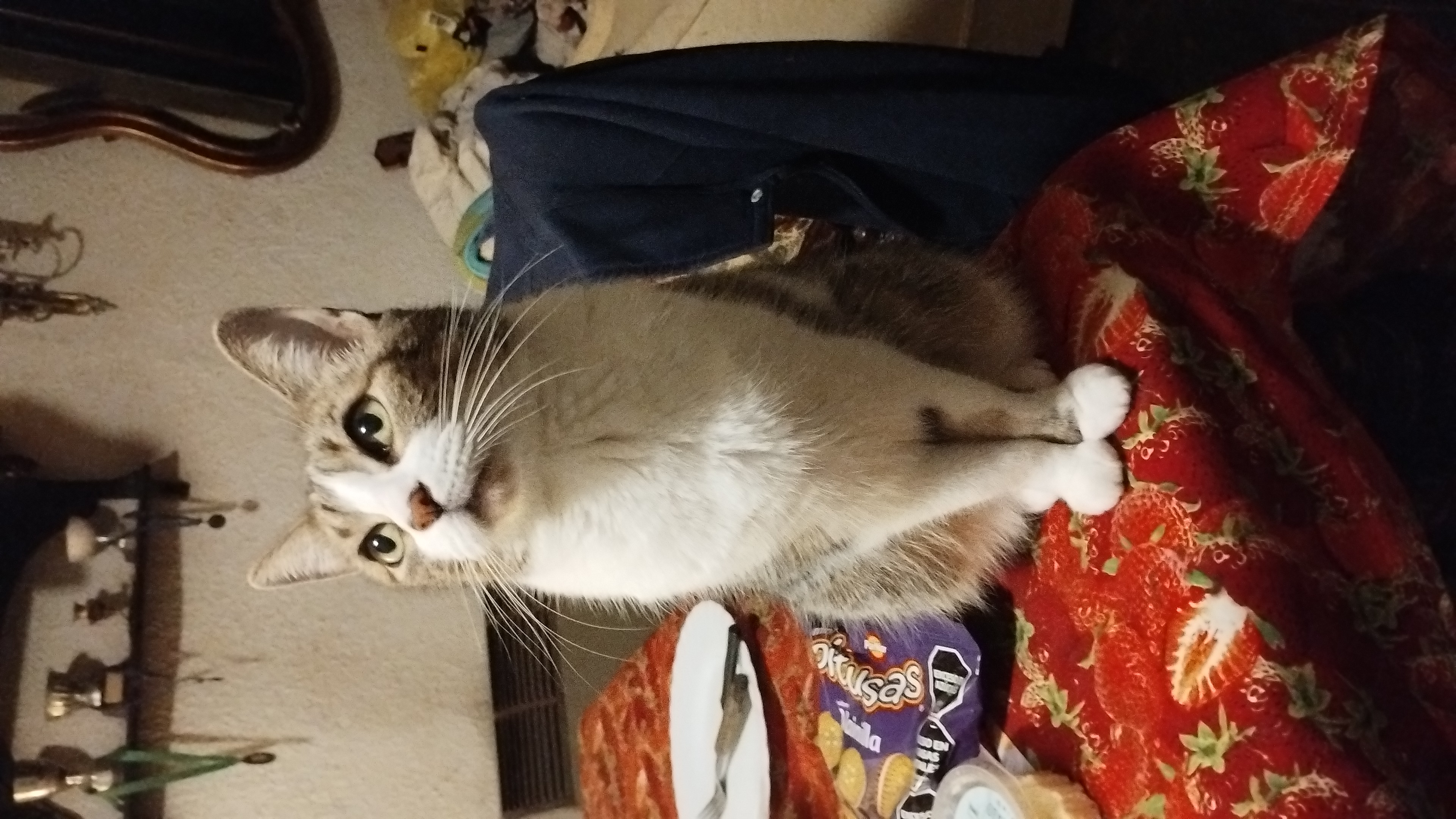 Close up of Tuni ready to eat with us